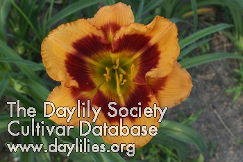 Daylily Orange Firecat